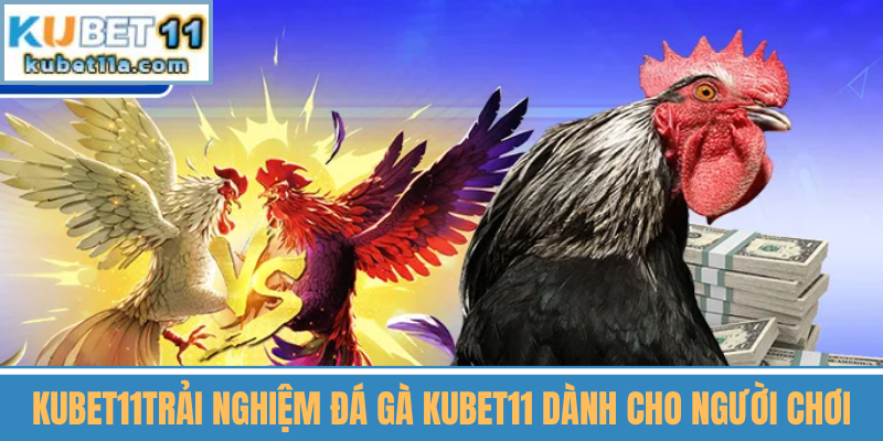 Trải Nghiệm Đá Gà Kubet11 Dành Cho Người Chơi